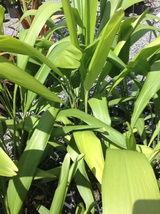 palm lily flower Broad-Leaf Palm Lily Plant – Buy Now! – Ladybird Nursery