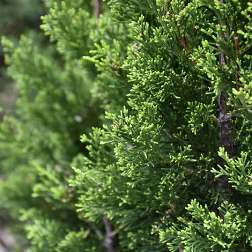 Eastern Red Cedar Spartan (Juniperus virginiana) - Ladybird Nursery