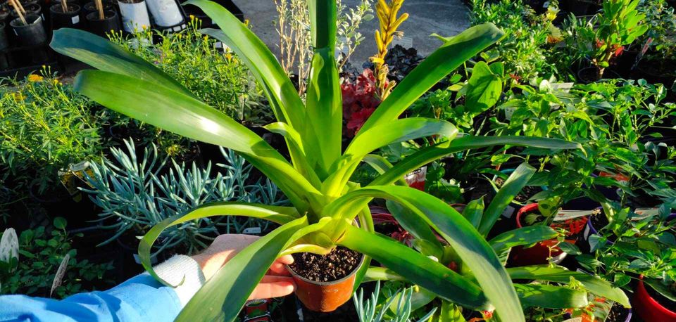 Bromelaids in little pots - Ladybird Nursery