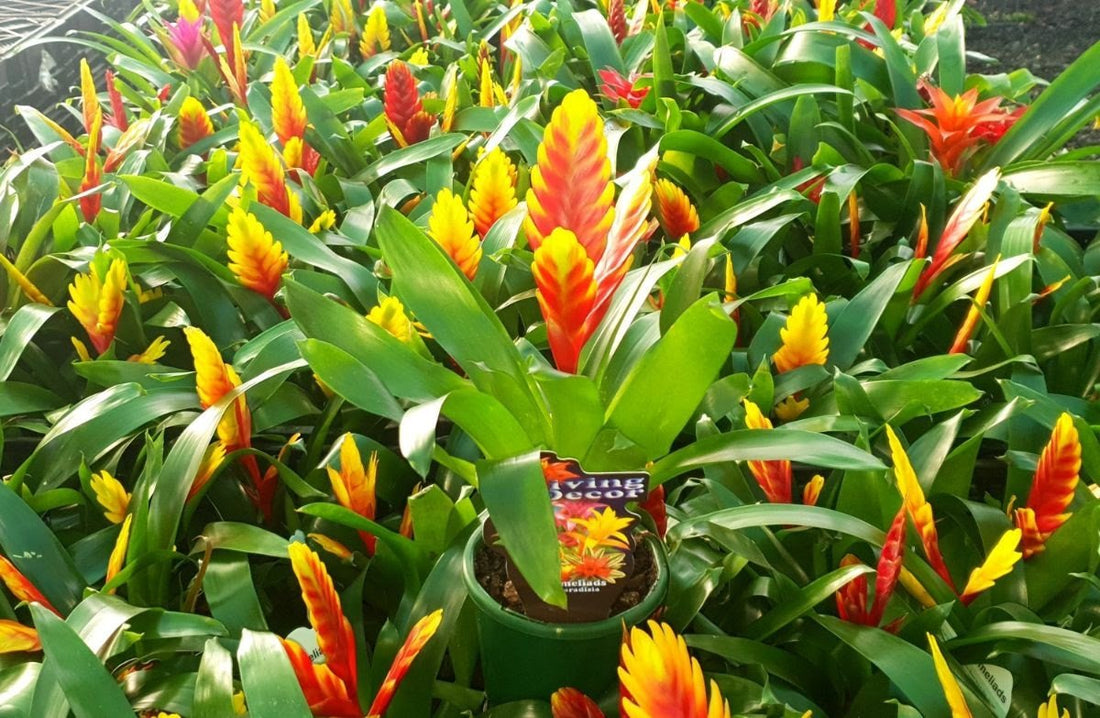 Bromeliad Vriesea - Ladybird Nursery