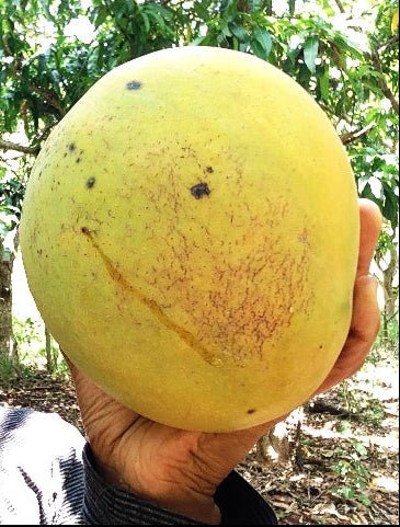 Mango ‘Bundy Special’ NEW - Ladybird Nursery