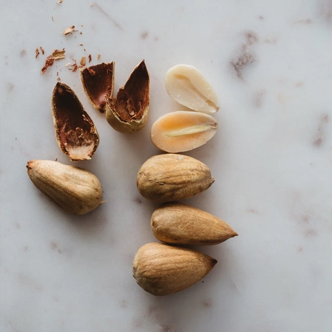 Bunya Nut Pine (Araucaria bidwillii)