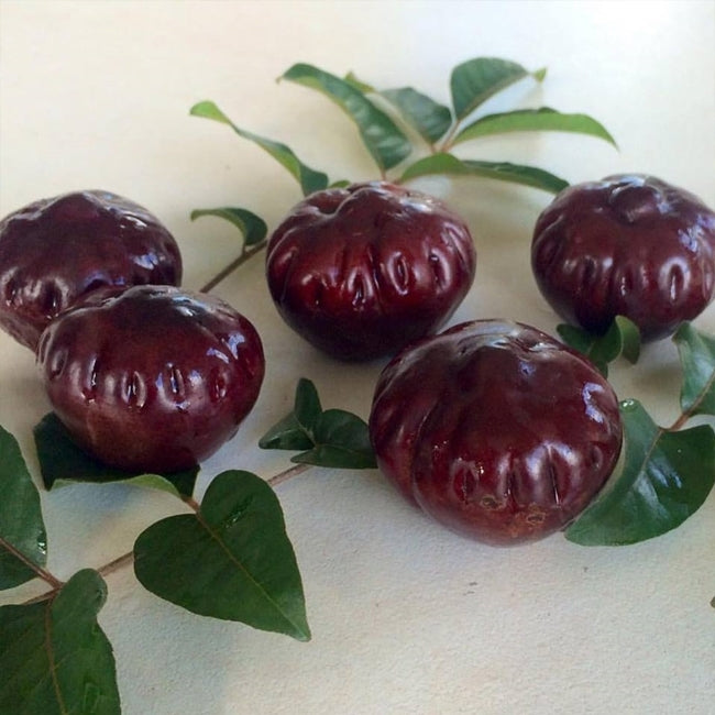 Burdekin Plum