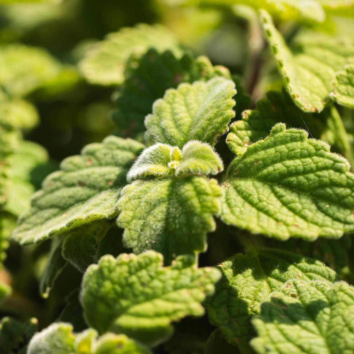 Bush Basil (Plectranthus graveolens) - Ladybird Nursery