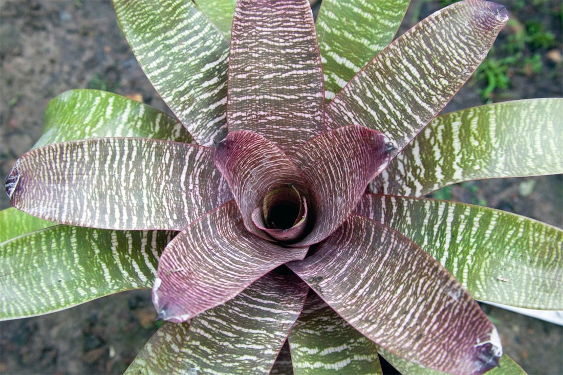 Bromeliad Big and Bold (Vriesea) - Ladybird Nursery