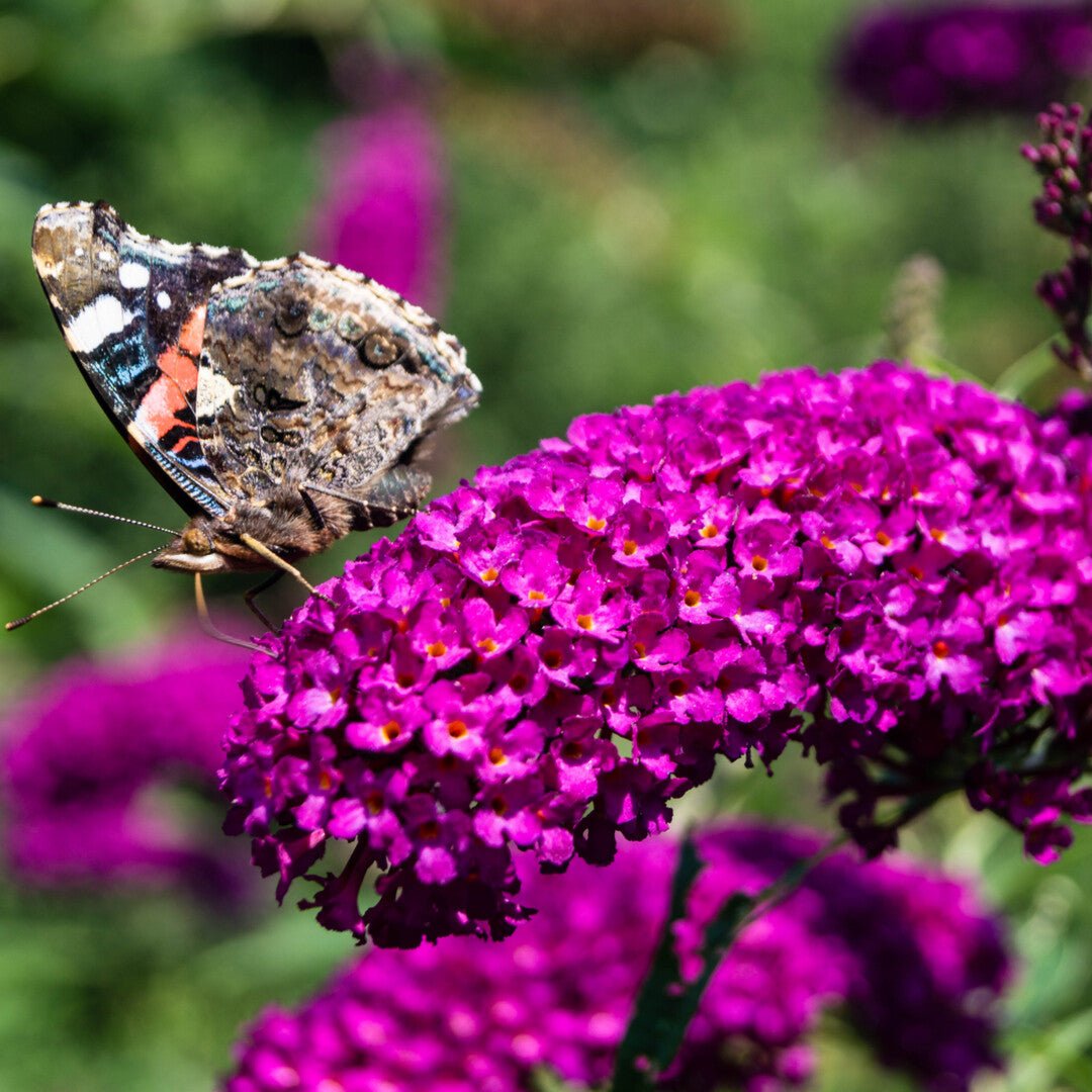 Butterfly Bush 'Royal Red' (Buddleja davidii) - Ladybird Nursery
