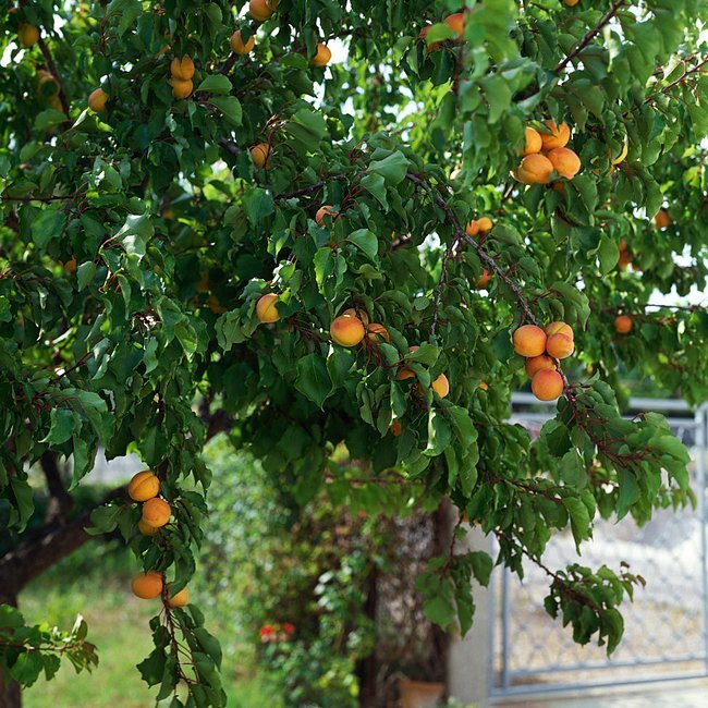 Apricot Hunter - Ladybird Nursery