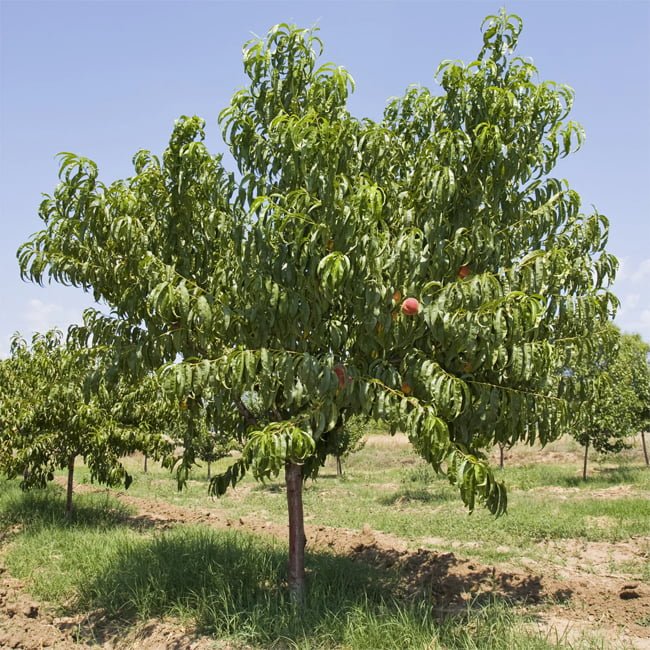 Nectarine No Bubble No Trouble - Ladybird Nursery