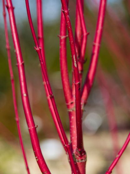 Red Stem Dogwood sibirica (Cornus alba) - Ladybird Nursery