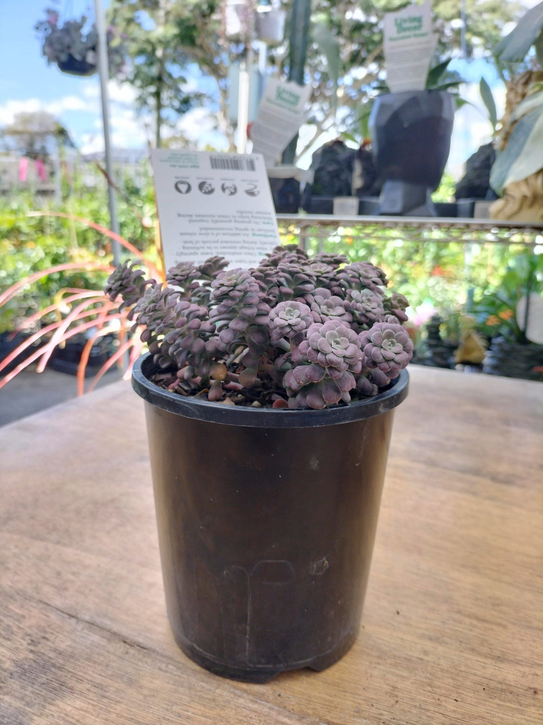 Sedum 'Purple Blob' - Ladybird Nursery