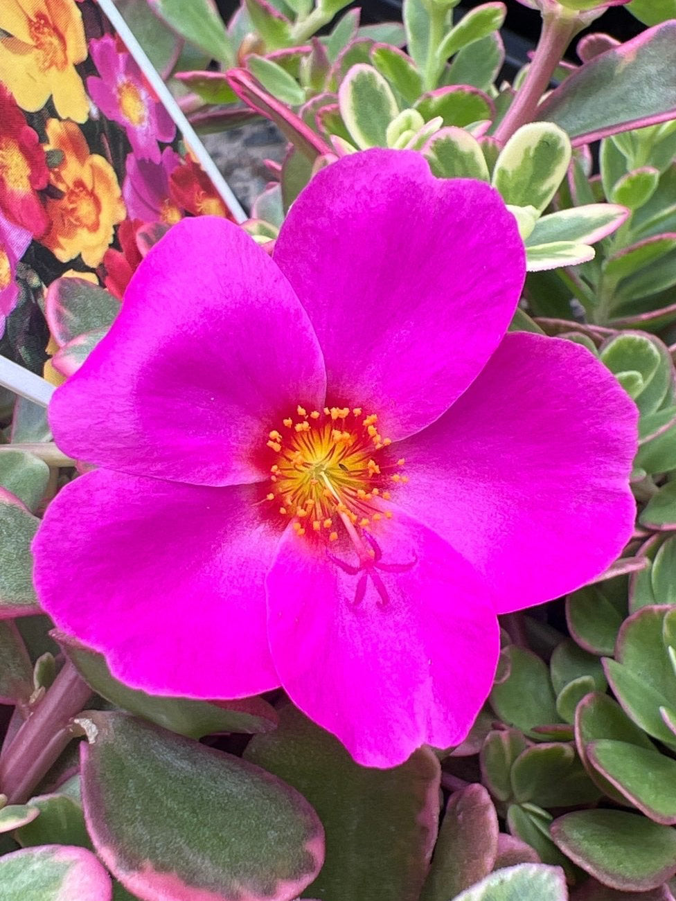 variegated portulaca succulent Portulaca Sun Jewels Variegated Plant – Buy Now! – Ladybird Nursery