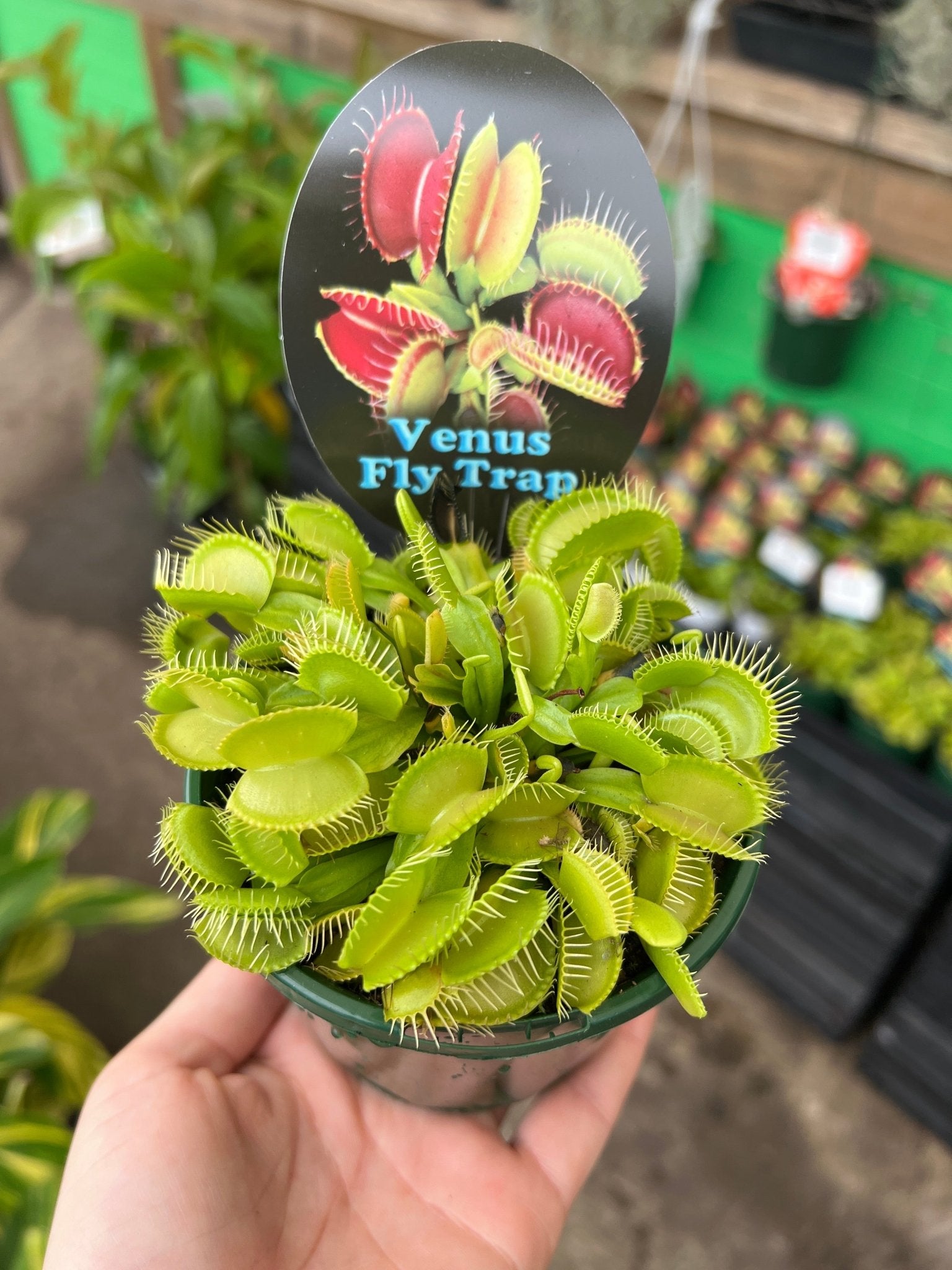 Venus Fly Trap (Dionaea muscipula) - Ladybird Nursery