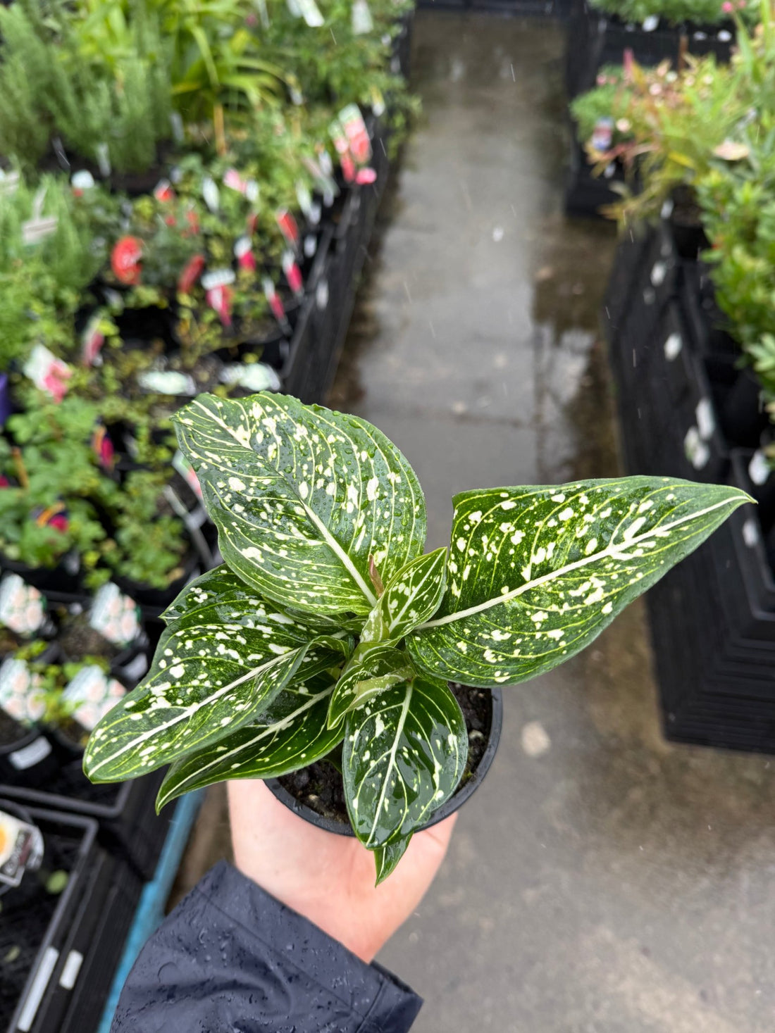 Aglaonema ‘Tom's Pride' - Ladybird Nursery