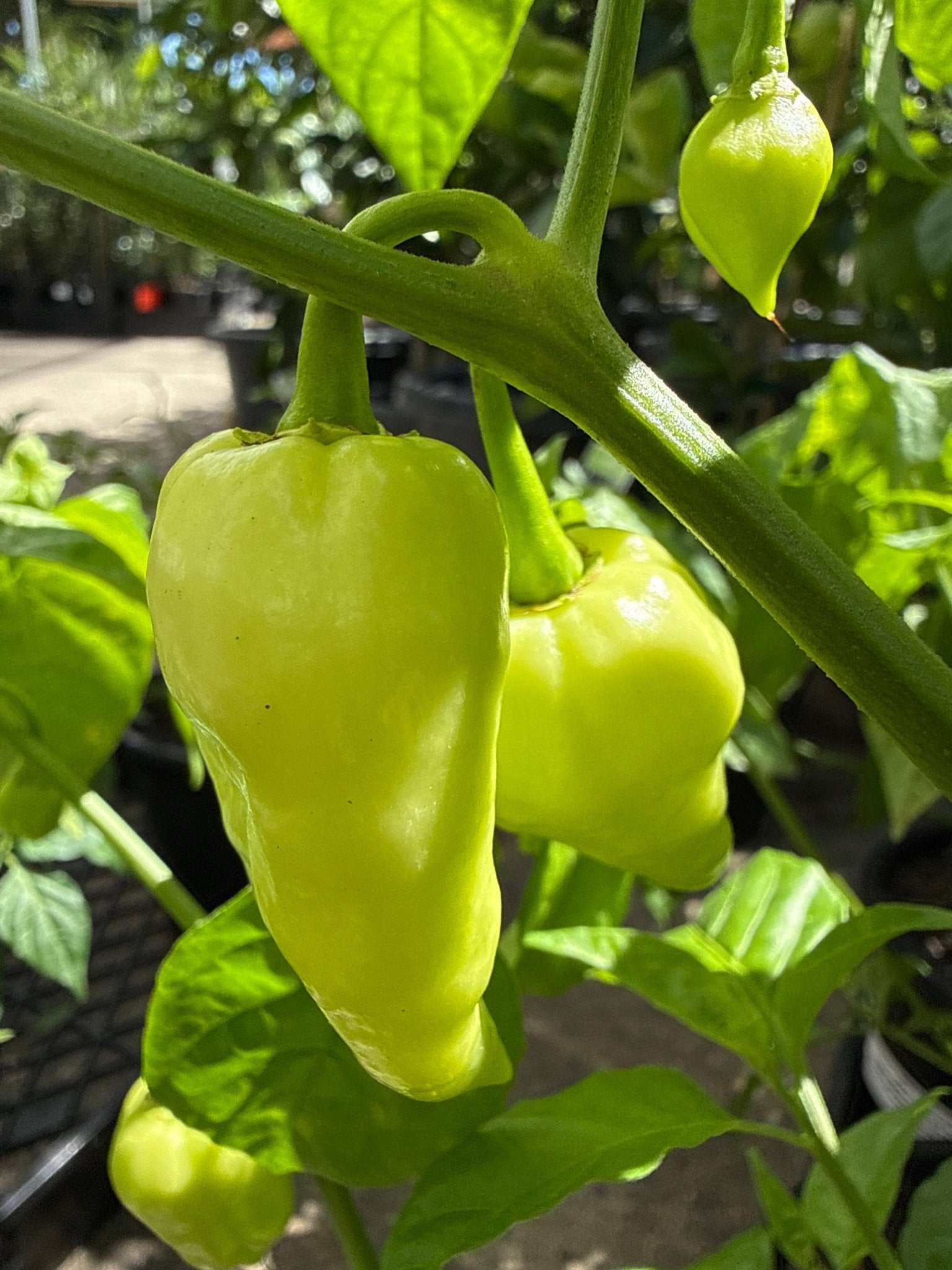 Chilli ‘White Fatalii’ - Ladybird Nursery