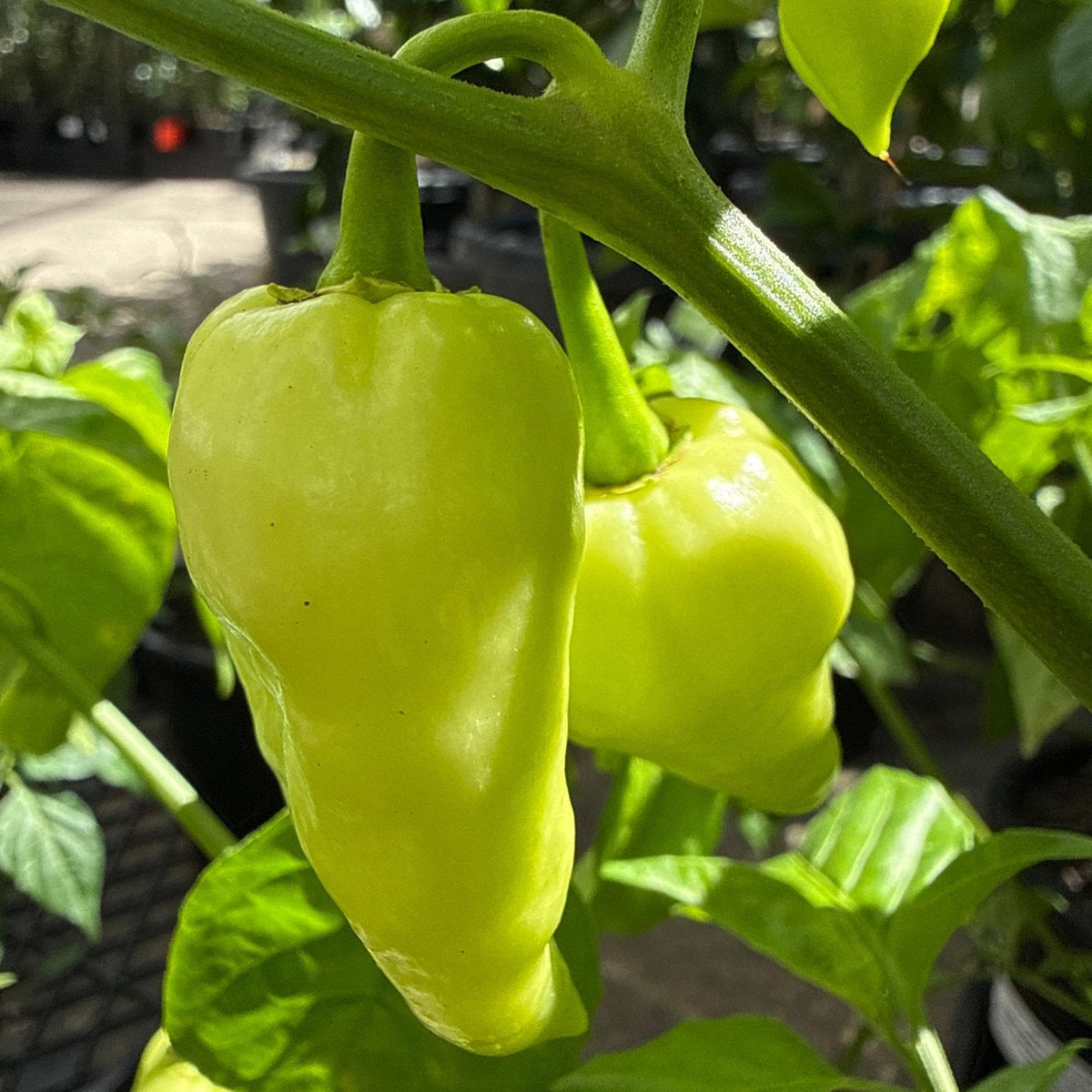 Chilli ‘White Fatalii’ - Ladybird Nursery