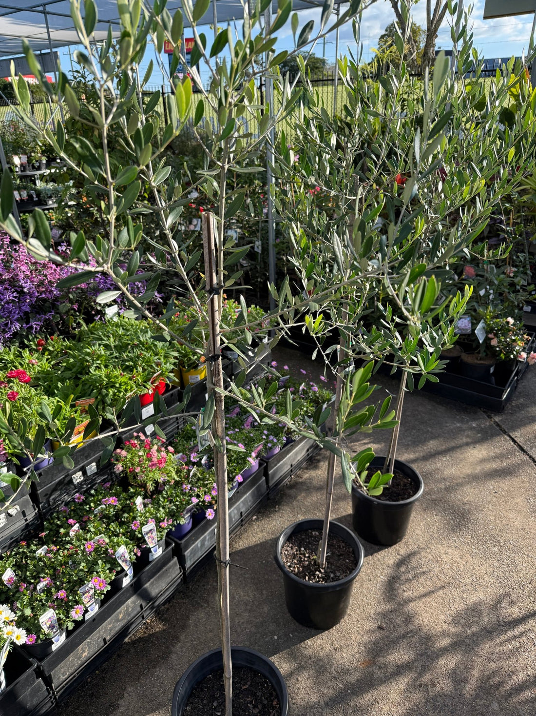 Olive 'Saint Helena' - Advanced (PICK UP ONLY) - Ladybird Nursery