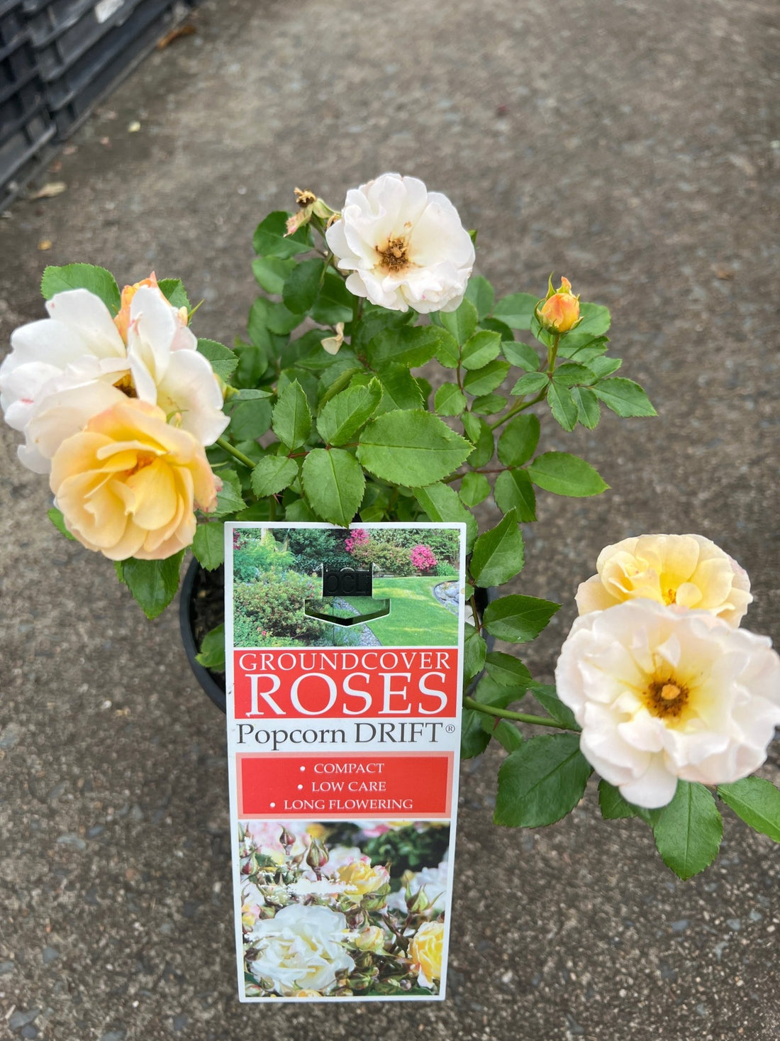 Rose DRIFT® Popcorn (Rosa) - Ladybird Nursery