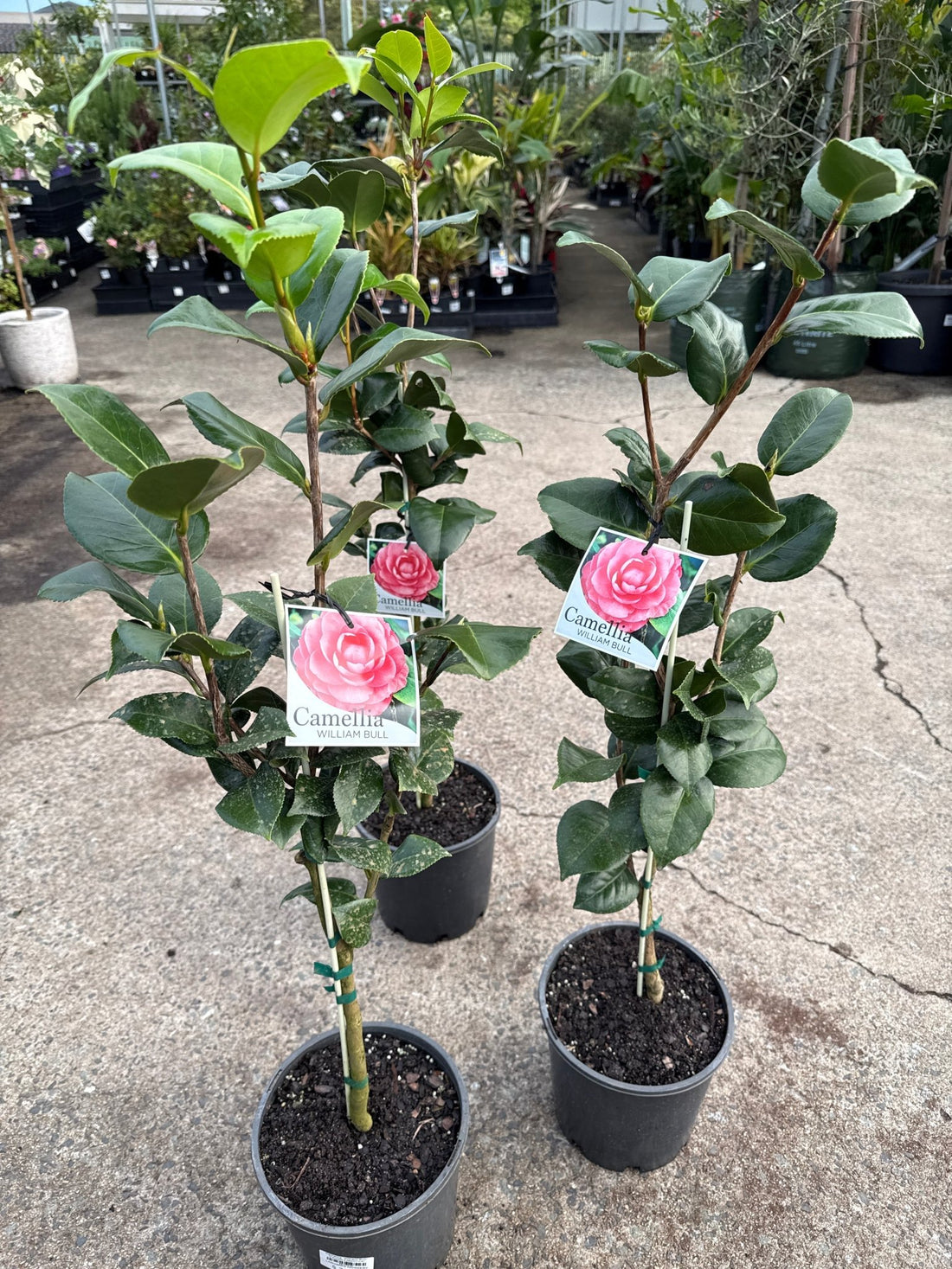 Camellia 'William Bull' (Camellia japonica) - Ladybird Nursery