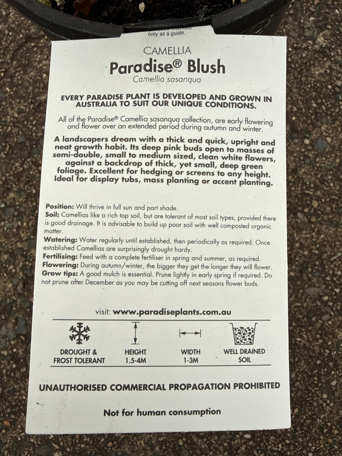 Camellia 'Paradise Blush' (Camellia sasanqua) - Ladybird Nursery