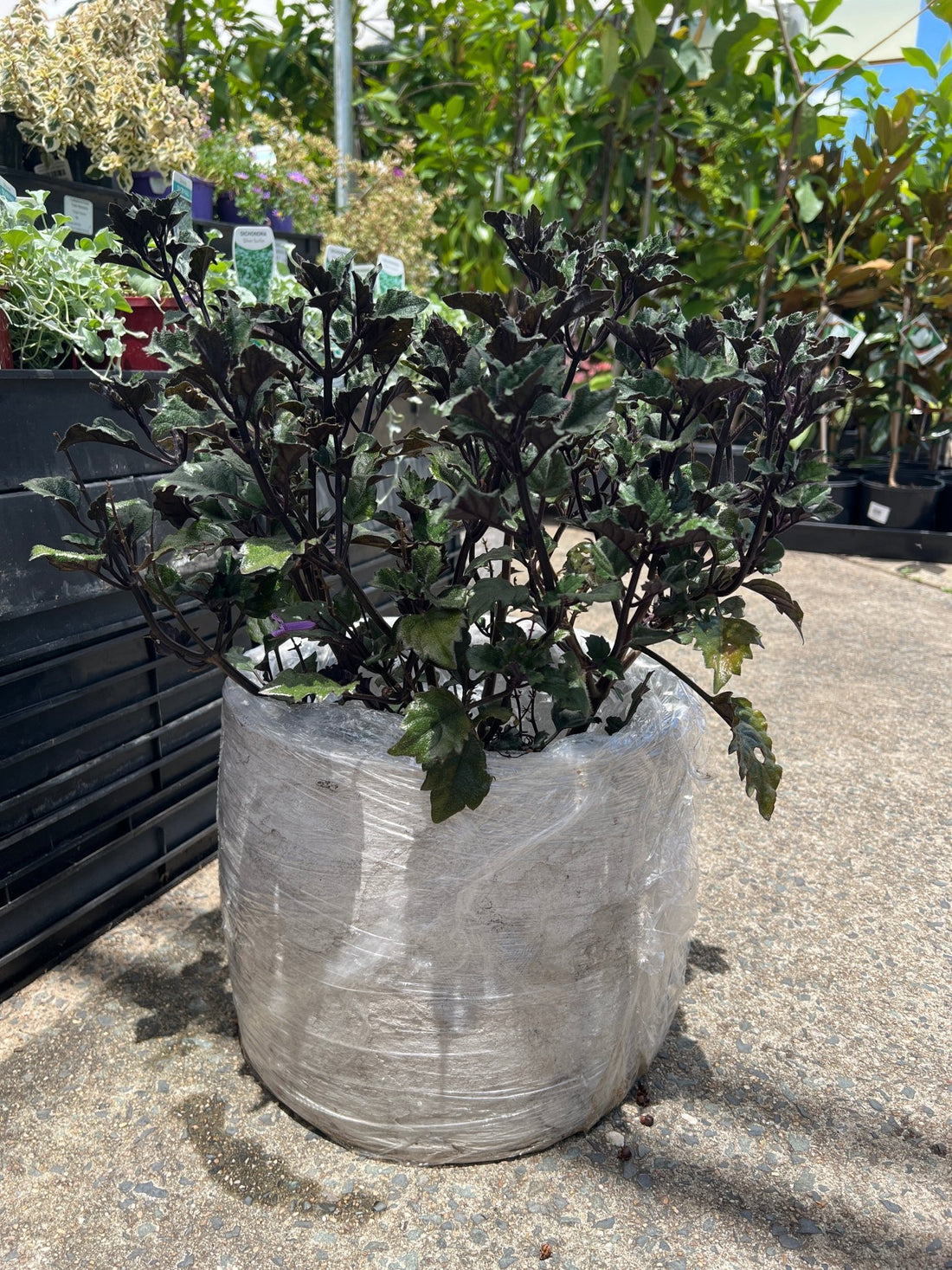 Pot 'Storm' Size 5 (PICK UP ONLY) - Ladybird Nursery