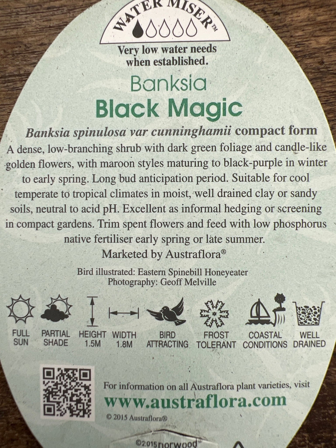 Banksia 'Black Magic' - Ladybird Nursery