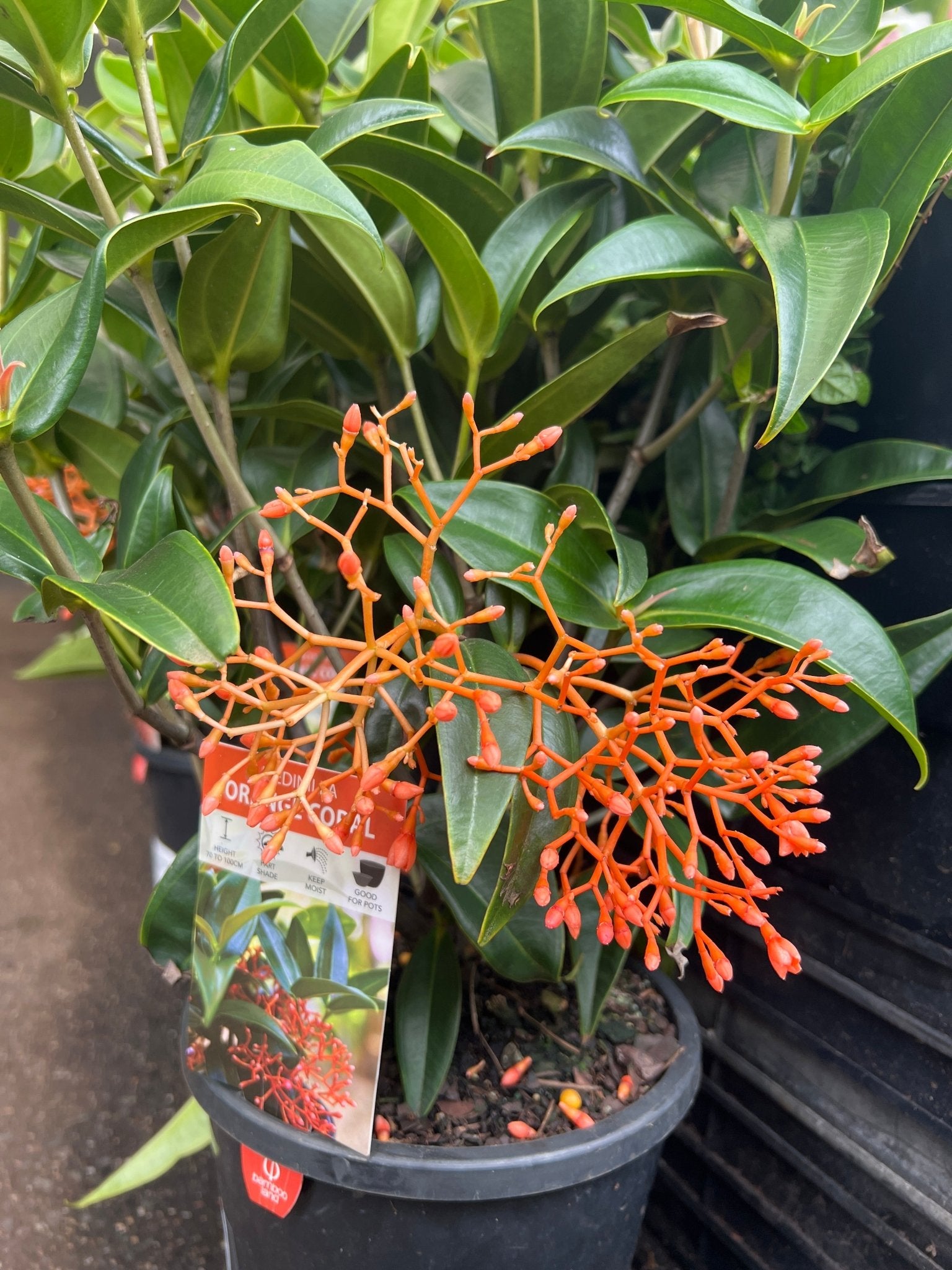 Medinilla Orange Coral - Ladybird Nursery
