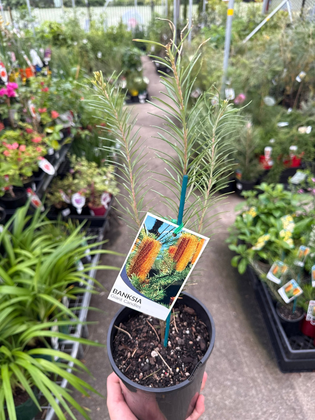 Banksia 'Giant Candles' - Ladybird Nursery