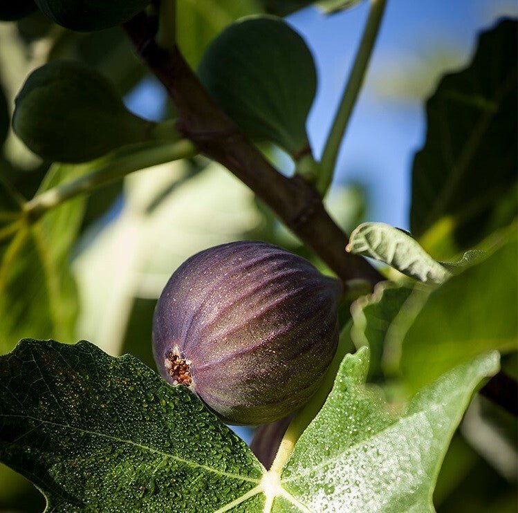 Fig ‘Adam’s Pride’ - Ladybird Nursery