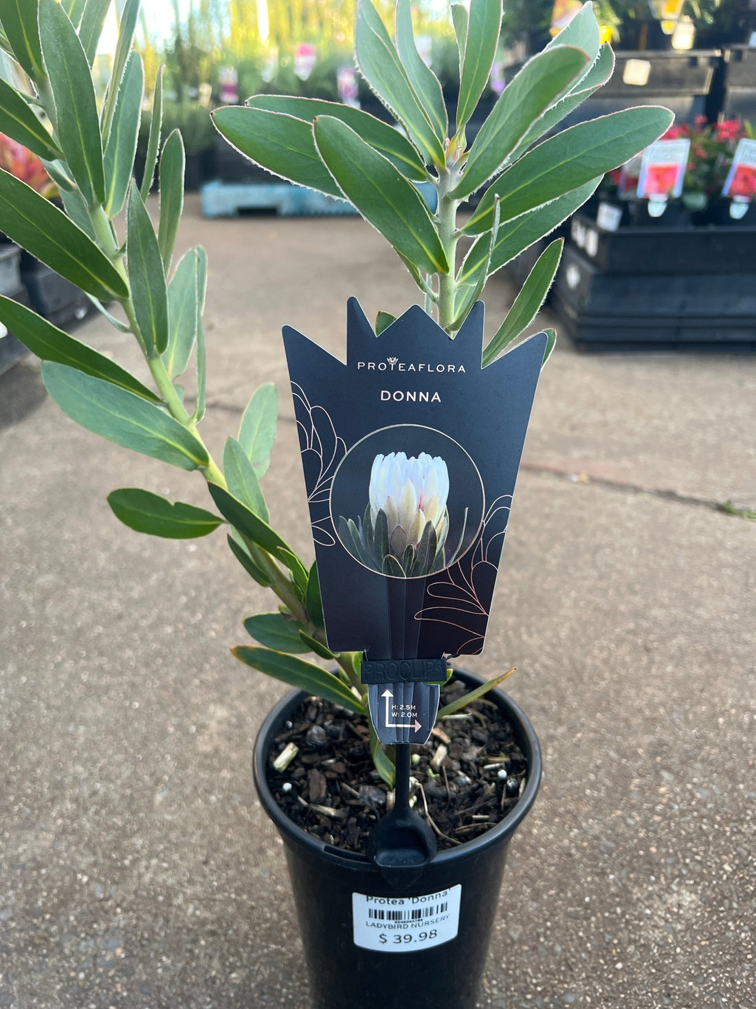 Protea 'Donna' - Ladybird Nursery
