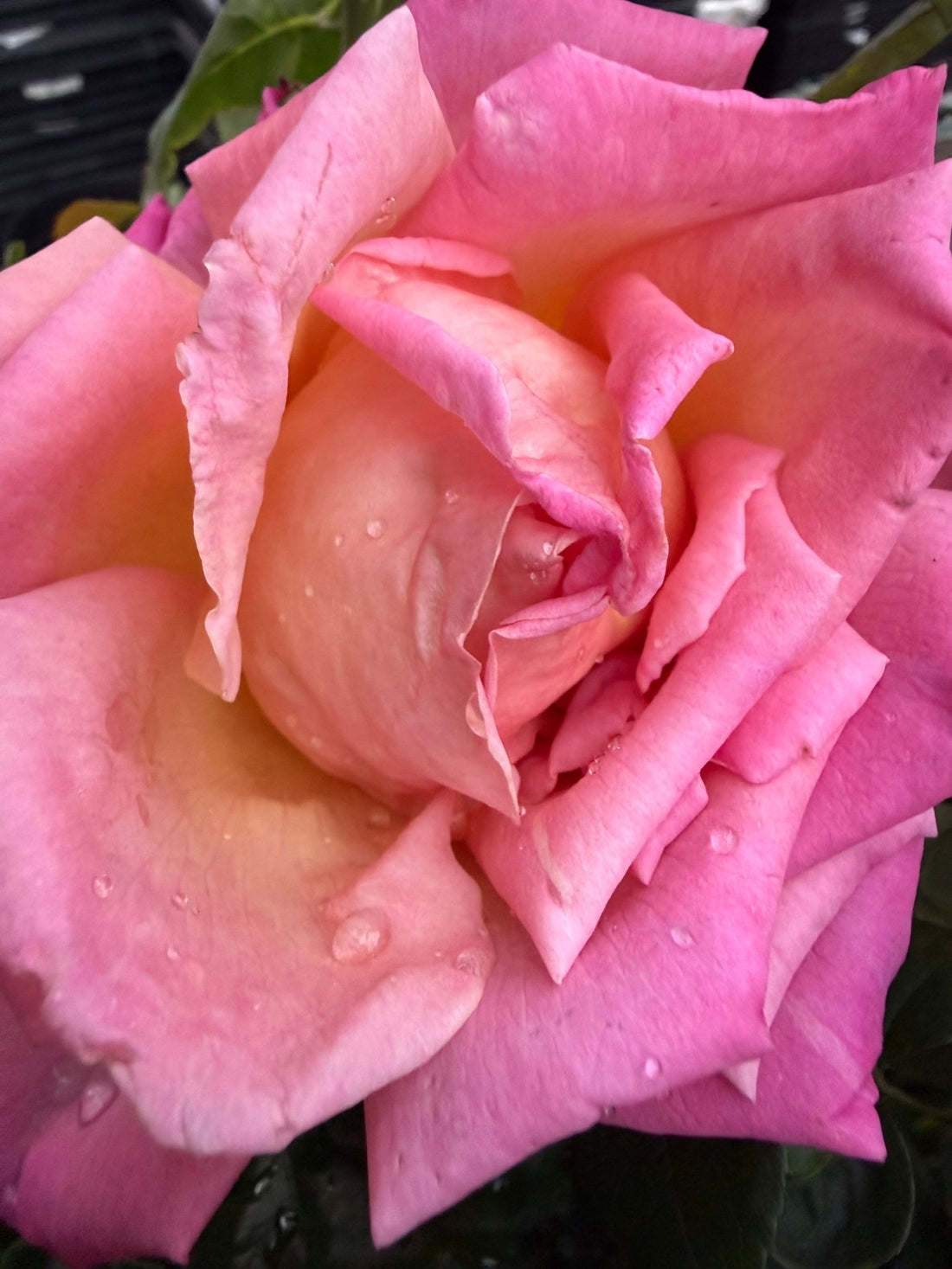 Rose 'Chicago Peace' - Ladybird Nursery