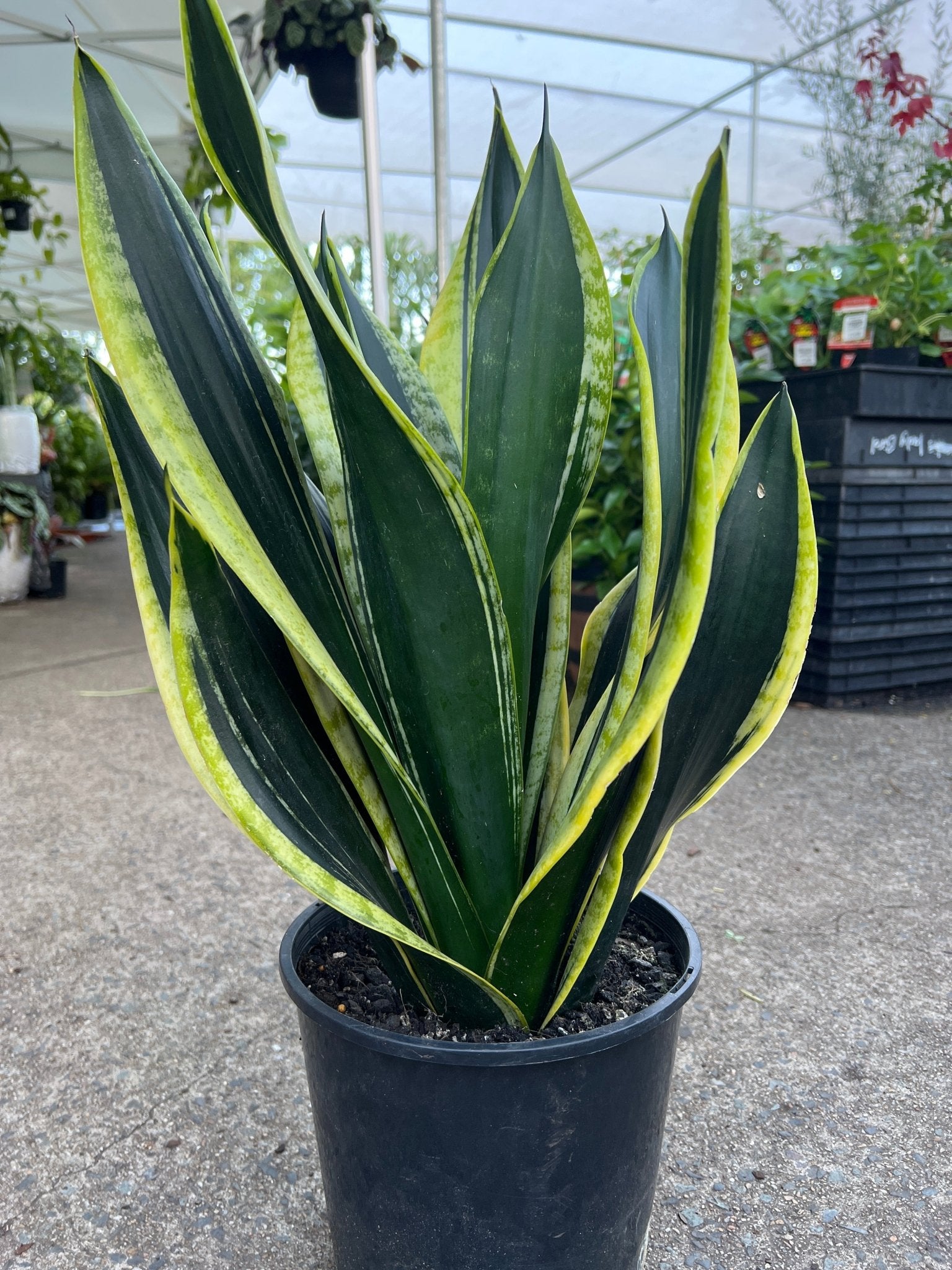 Sansevieria 'Black Gold' - Ladybird Nursery