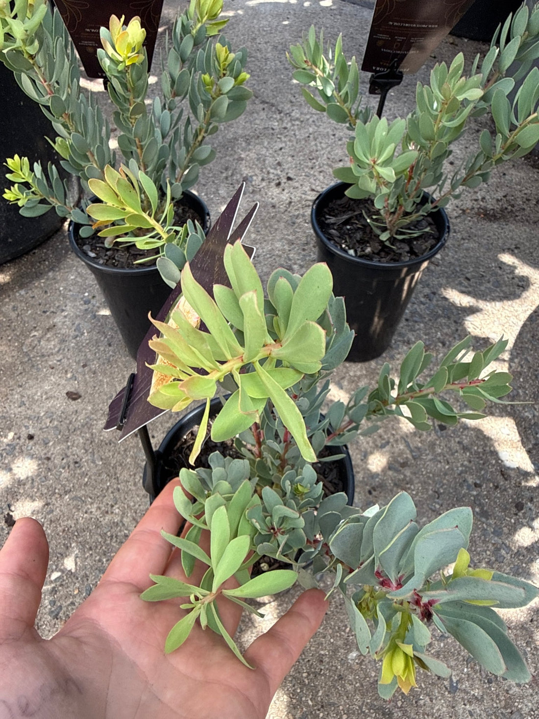 Protea sulphurea - Ladybird Nursery