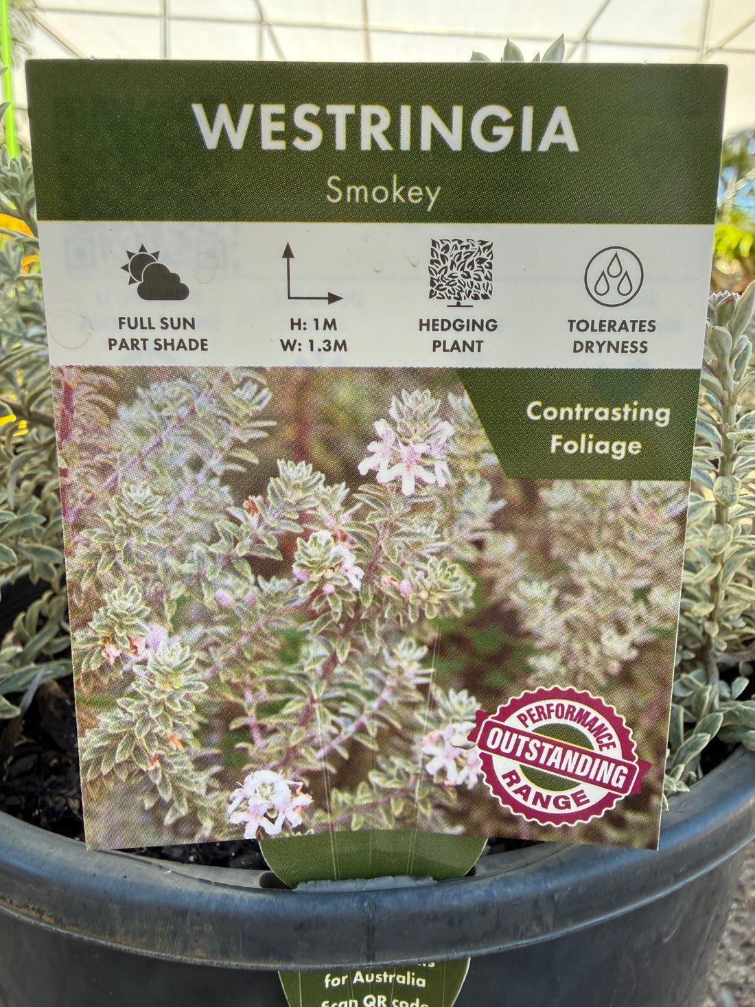 Coastal Rosemary 'Smokey' (Westringia fruticosa) - Large - Ladybird Nursery