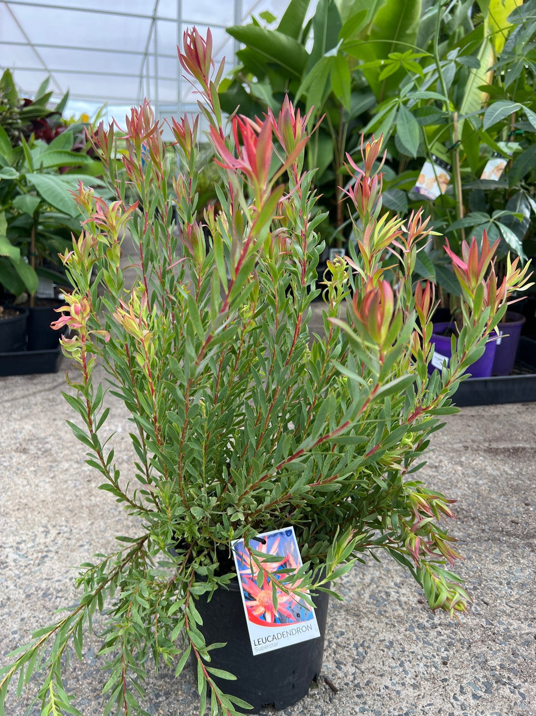 Leucadendron Super Star - Ladybird Nursery