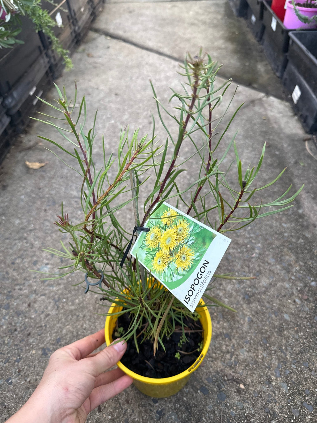 Isopogon ‘Sunshine’ - Ladybird Nursery