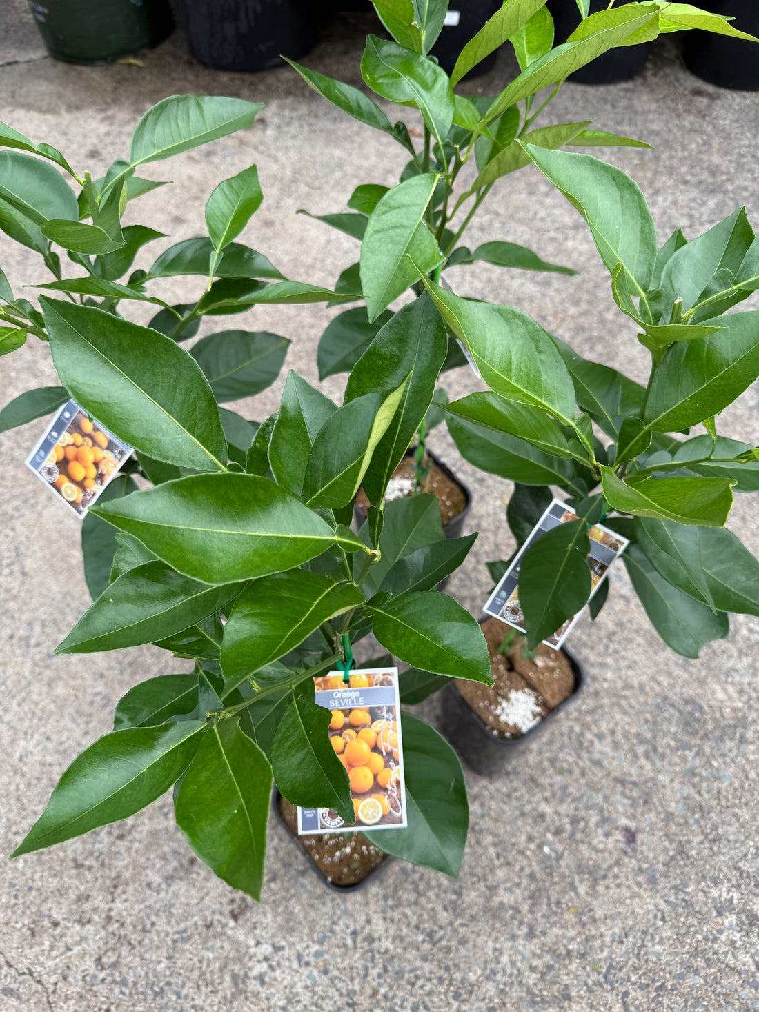 Seville Orange 'Bittersweet' (QLD Only)