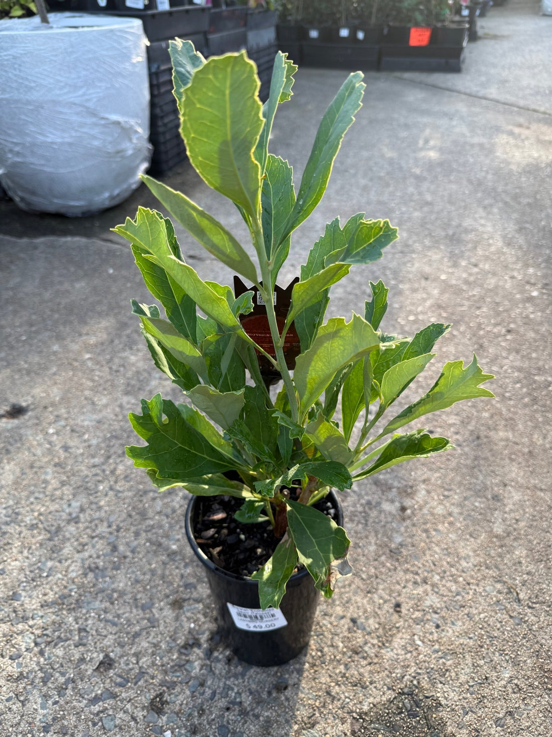 Waratah 'Enchanted Dawn' (Telopea) - Ladybird Nursery