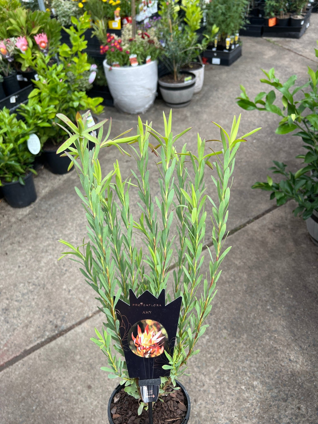 Leucadendron 'Amy' (Leucadendron salignum) - Ladybird Nursery