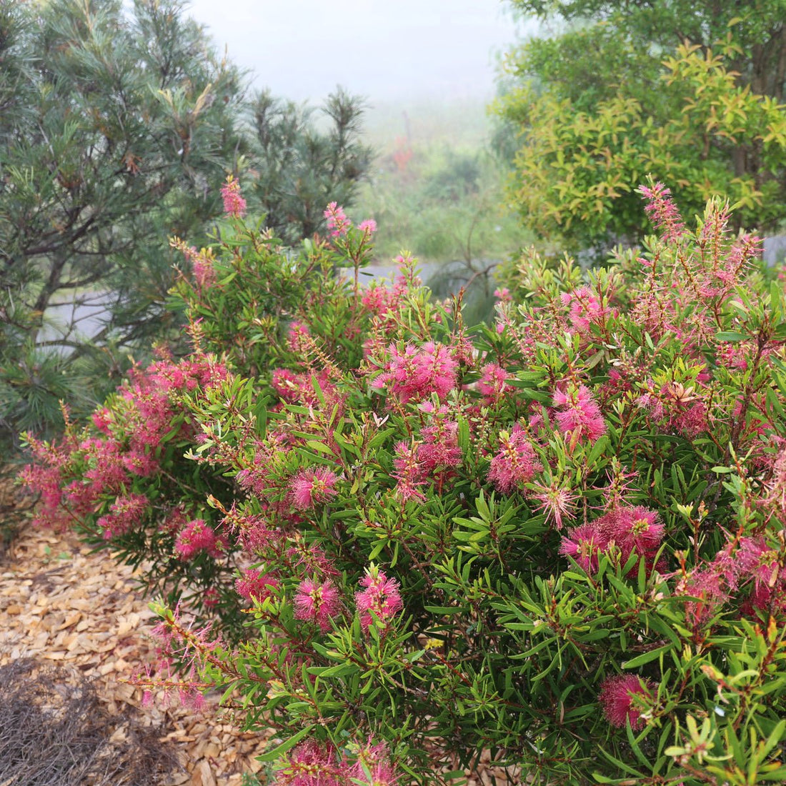 Bottlebrush Candy Burst™ (Callistemon) - Ladybird Nursery