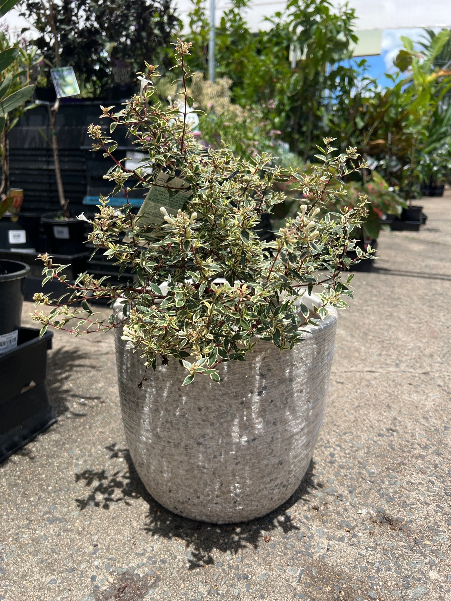 Pot 'Rock' Size 5 (PICK UP ONLY) - Ladybird Nursery