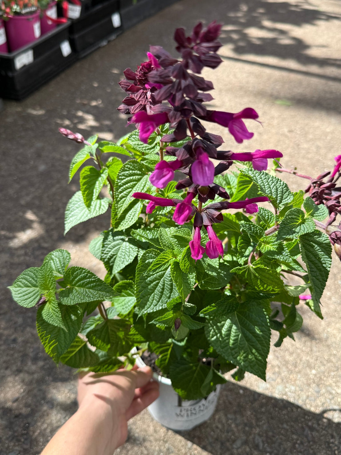Salvia Unplugged 'So Pink' - Ladybird Nursery