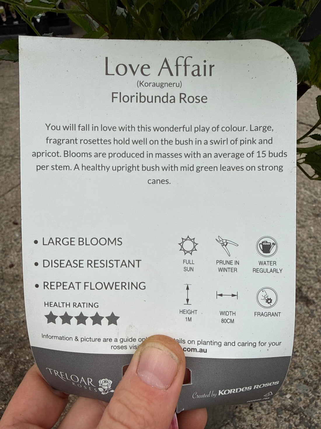 Rose 'Love Affair' - Ladybird Nursery
