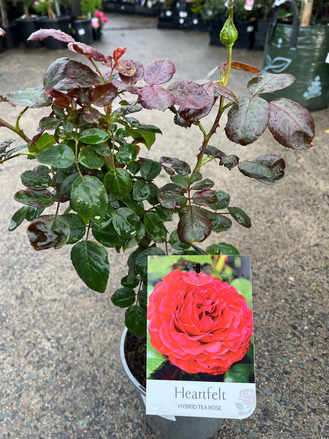 Rose 'Heartfelt' (Rosa) - Ladybird Nursery
