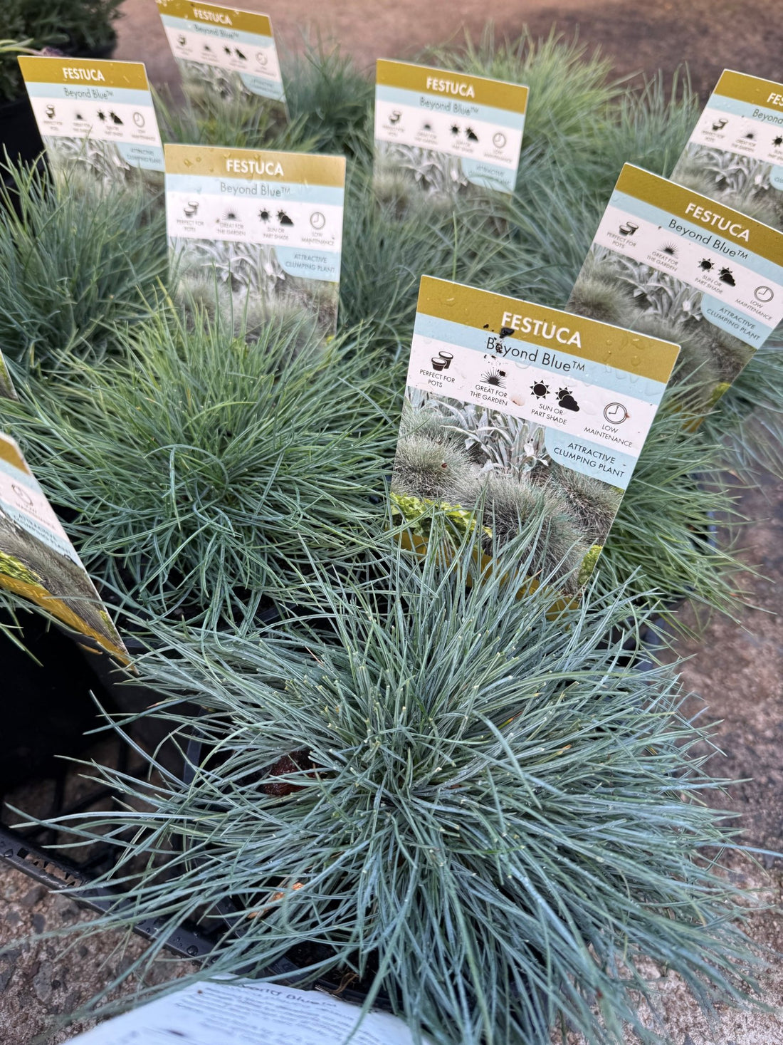 Festuca 'Beyond Blue' (Festuca glauca) - Ladybird Nursery