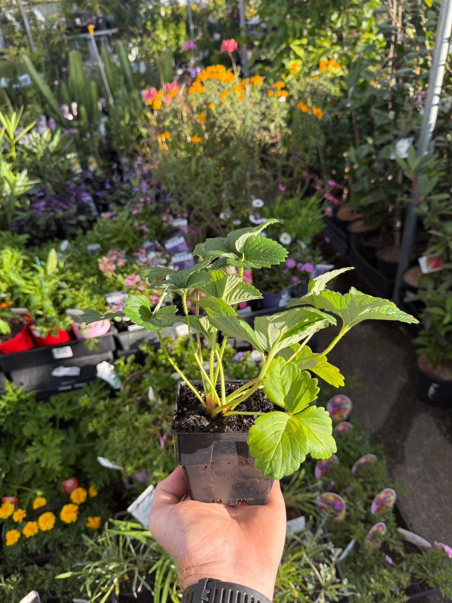 Strawberry 'Running White'