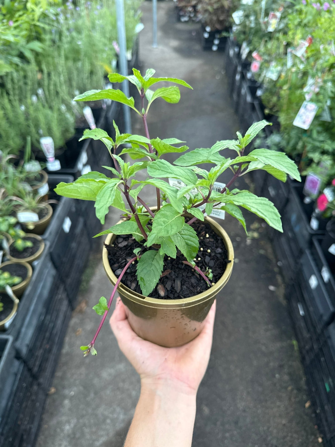 Thai Mint (Mentha sp.) - Ladybird Nursery