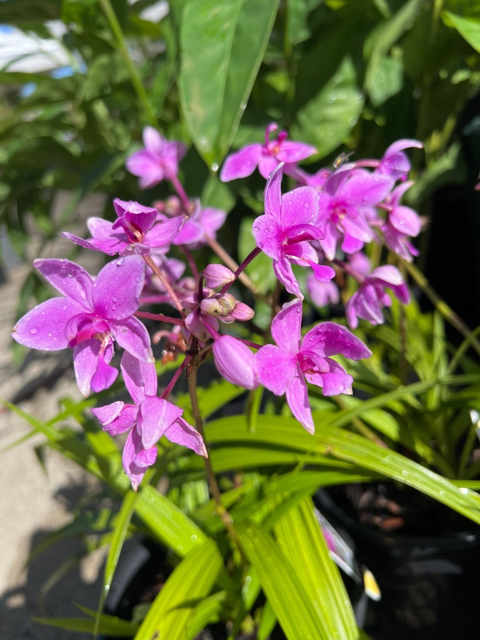 Ground Orchid Mauve (Spathoglottis plicata) - Ladybird Nursery