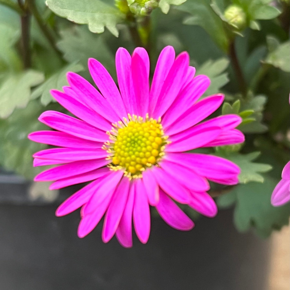Swan River Daisy 'Fresco Candy' (Brachyscome) - Ladybird Nursery
