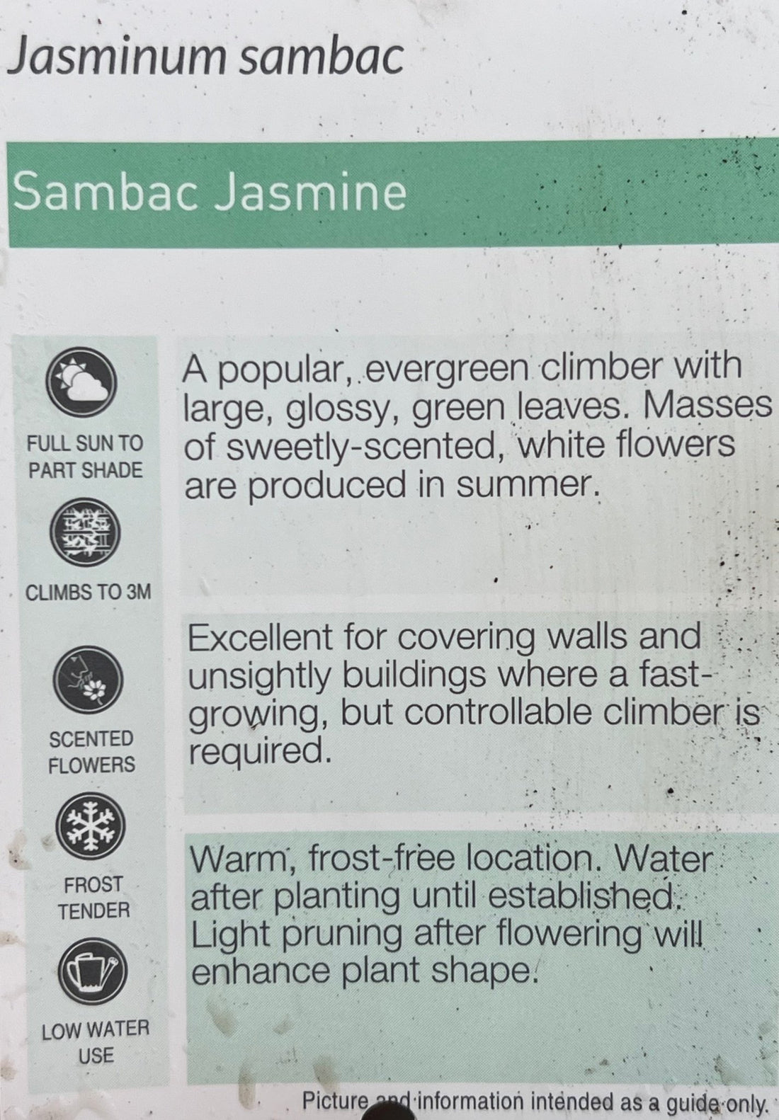 Jasmine 'Arabian' (Jasminum sambac) - Ladybird Nursery