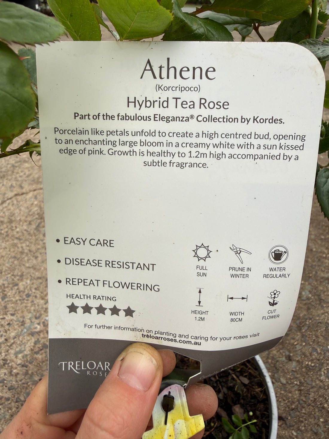 Rose 'Athene'